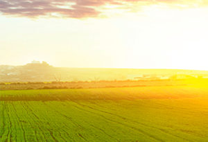 Fazenda Chapada Alta