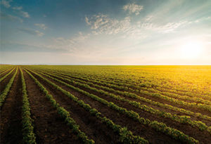 Fazenda União